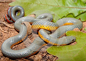 Prairie Ringneck Snake, Diadophis punctatus arnyi