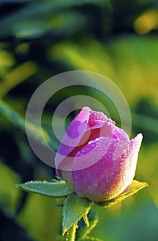 Prairie Rose Bud   40072