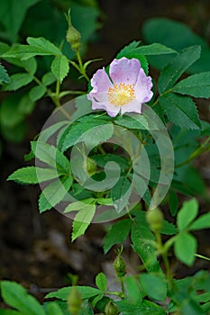 Prairie Rose â€“ Rosa setigera