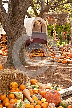 Prairie Schooner Wagon Behind Large Tree