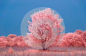 Prairie and Single Large Tree in Color Infrared
