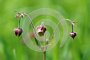 Prairie smoke wildflower in the meadow