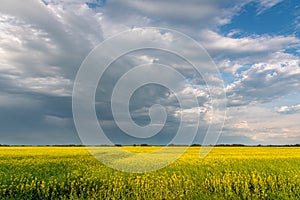 Prairie storms sweep over canola fields