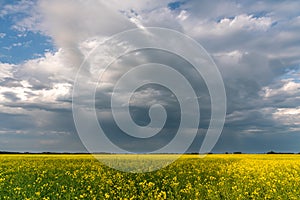 Prairie storms sweep over canola fields