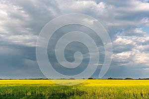 Prairie storms sweep over canola fields