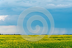 Prairie storms sweep over canola fields