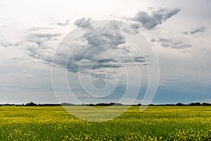 Prairie storms sweep over canola fields