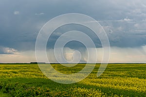 Prairie storms sweep over canola fields