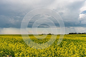 Prairie storms sweep over canola fields
