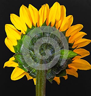 Prairie Sunflower