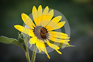 Prairie Sunflower Helianthus petiolaris