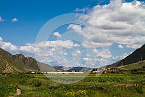 Prairie with sunflowers under the white clouds in Inner Mongolia