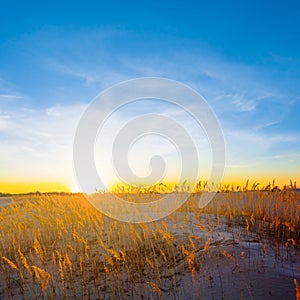 prairie at the sunset