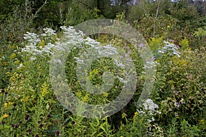 Prairie with Tall Boneset  823440