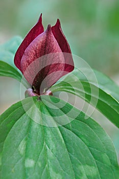 Prairie Trillium