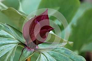 Prairie Trillium