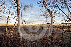 Prairie view through the trees in the evening