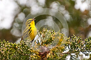 Prairie Warbler