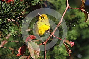 Prairie Warbler (Dendroica discolor) photo