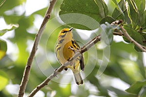 Prairie Warbler Dendroica discolor