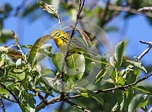 Prairie Warbler Setophaga discolor