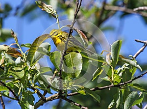 Prairie Warbler Setophaga discolor photo