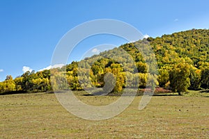 The prairie and White Birch