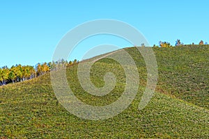 The prairie and White Birch on the hillside