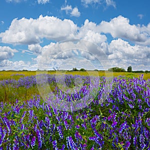 prairie with wild flowers under cloudy sky