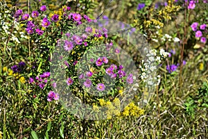 Prairie Wildflower Background