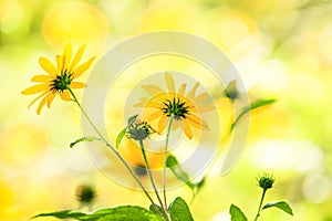 Prairie Wildflowers