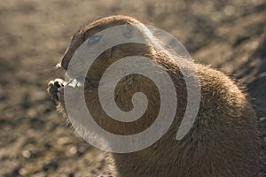 Prairiedog eating