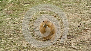 Prairiedog eating and looking