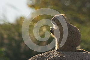 Prairiedog relaxed