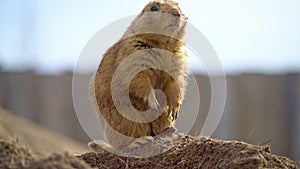 Prairiedog sitting and looking around