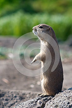 Prairiedog watching