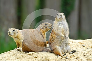 Prairiedogs