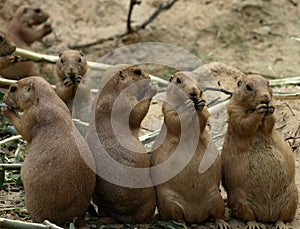 Prairiedogs