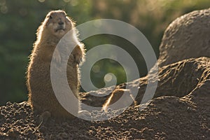 Prairiedogs