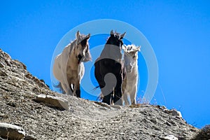 Praken Gompa - Horses wandering in Himalayas