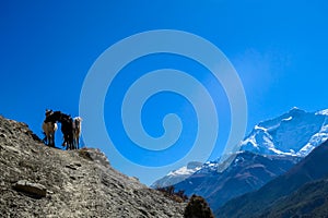 Praken Gompa - Horses wandering in Himalayas