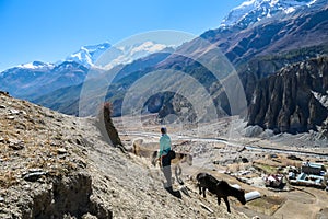 Praken Gompa - A woman wandering with horses