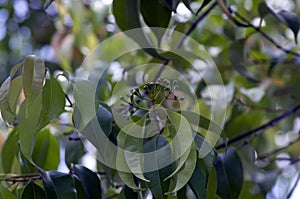 Pranajiwa Euchresta horsfieldii flower buds, medicinal plants known in West Nusa Tenggara and the island of Bali. Selected focus