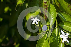 Pranajiwa Euchresta horsfieldii, medicinal plants known in West Nusa Tenggara and the island of Bali, Indonesia