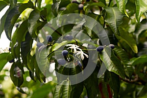 Pranajiwa (Euchresta horsfieldii), medicinal plants known in West Nusa Tenggara and the island of Bali, Indonesia