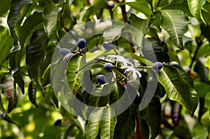 Pranajiwa (Euchresta horsfieldii), medicinal plants known in West Nusa Tenggara and the island of Bali, Indonesia