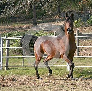 Prancing Arabian stallion