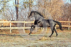 Prancing black stallion