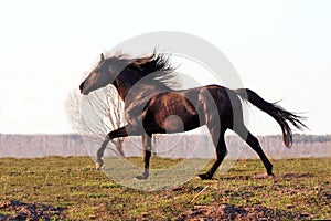 Prancing black stallion