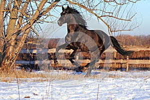 Prancing black stallion